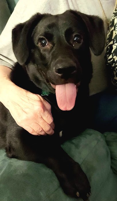 Dog day care in Rockford Illinois Waggin  Tails 1