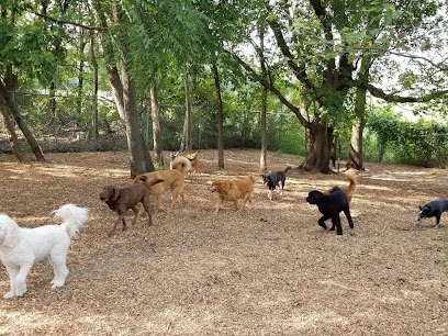 Dog day care in Rockford Minnesota Happy Days Doggie Camp 1