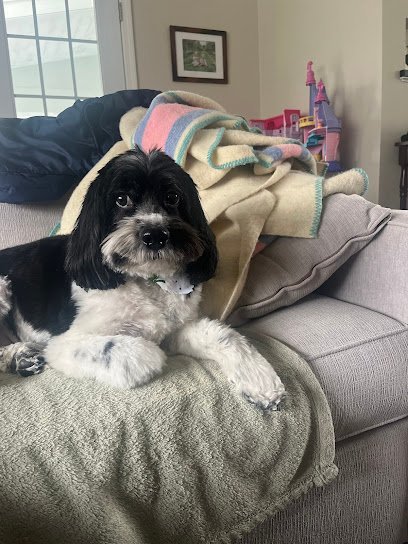 Dog day care in Rockland Massachusetts Pampered Paws 1