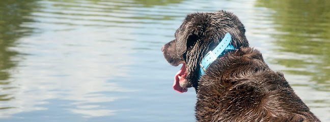 Dog day care in Rockport Texas Sandy Oaks Kennel Daycare and Spaw 1