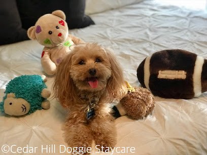 Dog day care in Rockvale Tennessee Cedar Hill Doggie Staycare LLC  1