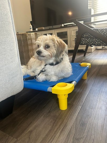 Dog day care in Rockville Maryland DogiZone 1