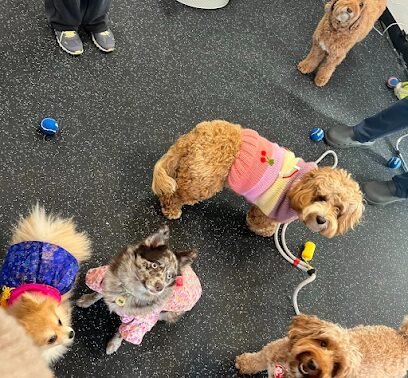 Dog day care in Rockville Maryland Hachiko House 1