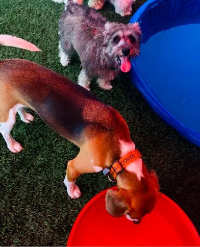 Dog day care in Rockwall Texas Canine Co. Dog Resort 1