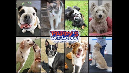 Dog day care in Rockwall Texas Pappys Pet Lodge Rockwall 1
