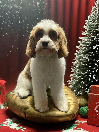 Dog day care in Rocky Point New York Emerald City Dog Spa 1