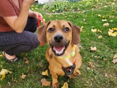 Dog day care in Rogers Minnesota All Seasons Canine Country Club 1