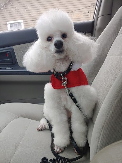 Dog day care in Rome Georgia Dippity Do Da Dogs