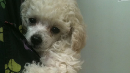 Dog day care in Rome Georgia Snowberry s Grooming Pet Boarding