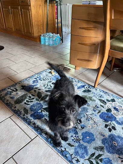 Dog day care in Rome New York All Creatures Boarding 1