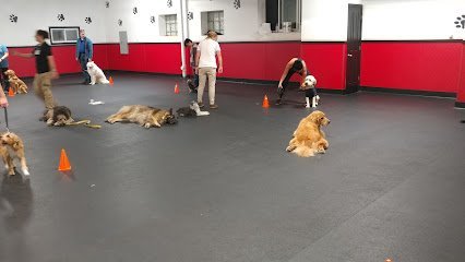 Dog day care in Roselle Illinois Pals for Pups 1