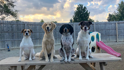 Dog day care in Roselle Illinois Yuppie Puppie Play Care 1