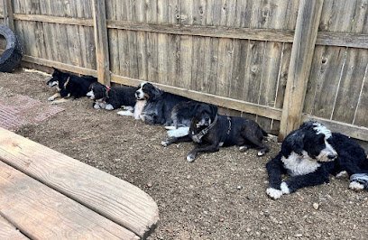 Dog day care in Roselle Illinois Yuppie Puppie Playcare and Grooming 1