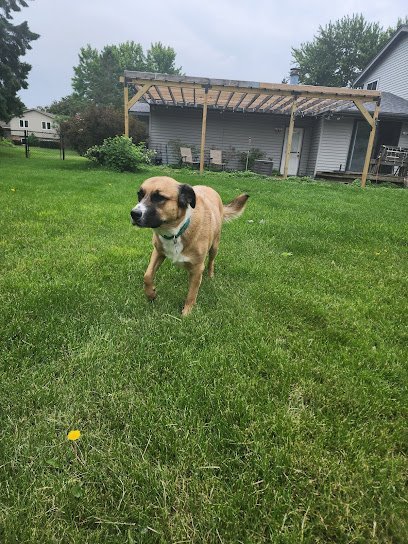 Dog day care in Rosemount Minnesota Barbara and Joel s Dog Sitting LLC 1