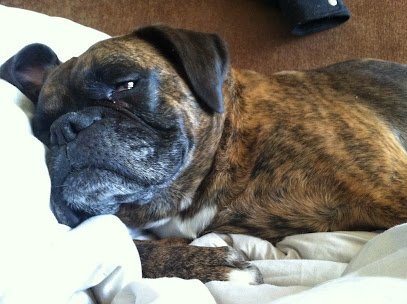 Dog day care in Round Lake Illinois Your Guardian Angel Pet Sitting 1