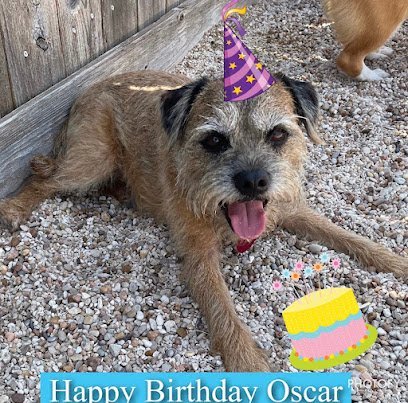 Dog day care in Round Rock Texas Barks A Lot Pet Resort 1