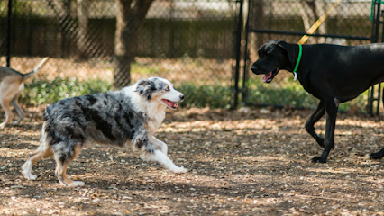 Dog day care in Round Rock Texas Shady Acres Pet Ranch 1