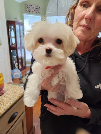 Dog day care in Rowlett Texas Hot Diggity Dog 1