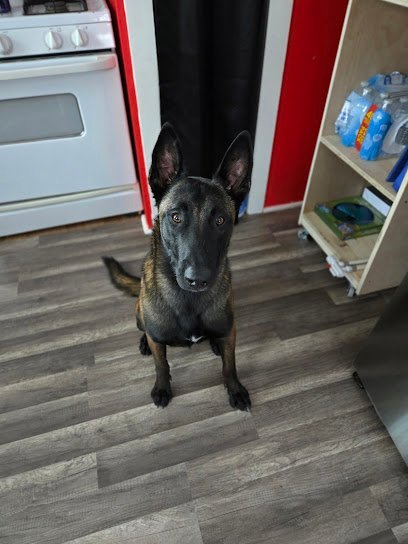 Dog day care in Rowley Massachusetts Magic Dog Land 1