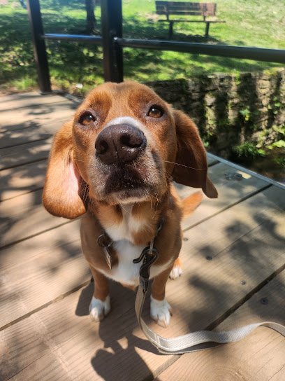 Dog day care in Rutherford New Jersey Betr Dogs 1