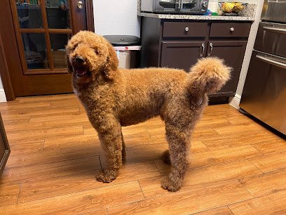 Dog day care in Sachse Texas petbar Boutique Sachse 1