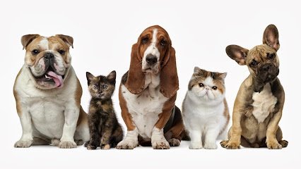 Dog day care in Salado Texas The Dog Spot 1