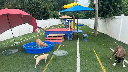 Dog day care in Salem New Hampshire Happy Tails Home 1
