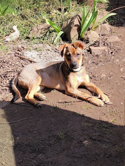 Dog day care in Salem Oregon The Dog Bark 1