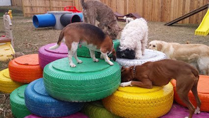 Dog day care in Salina Kansas Always Home Pet Services 1