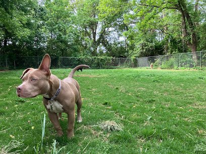 Dog day care in Salisbury North Carolina Animal House 1