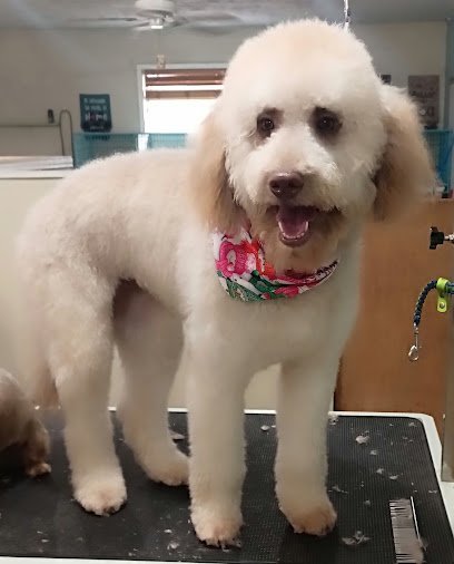 Dog day care in San Angelo Texas Bark Boutique and Grooming Salon 1