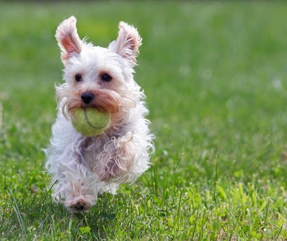 Dog day care in San Angelo Texas Country Club for Dogs 1