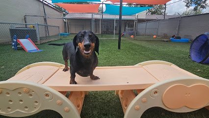 Dog day care in San Angelo Texas The Canine Resort Daycare 1