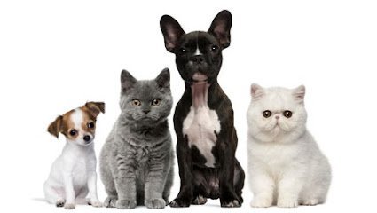 Dog day care in San Angelo Texas The Dog House 1