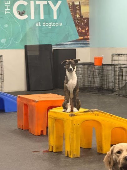 Dog day care in San Antonio Texas Dogtopia of San Antonio Alamo Ranch 1