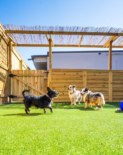 Dog day care in San Antonio Texas Good Dog Boarding Walks 1