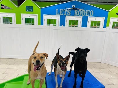 Dog day care in San Antonio Texas Hounds Town San Antonio Northeast 1