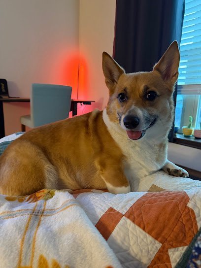 Dog day care in San Antonio Texas North Star Animal Center 1