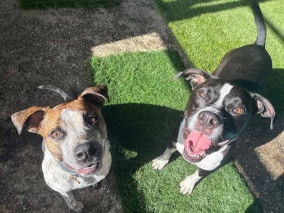 Dog day care in San Antonio Texas Pup Pup Away 1