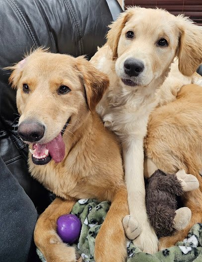 Dog day care in San Antonio Texas Tails Are Wagging 1