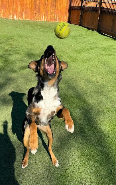 Dog day care in San Antonio Texas The Pup Stop 1