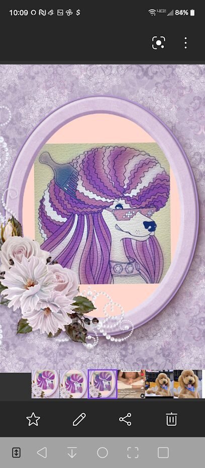 Dog day care in San Antonio Texas Trendy Pets Grooming Salon 1