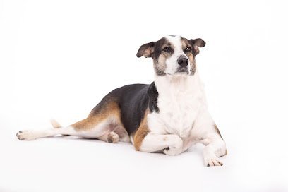 Dog day care in San Antonio Texas VCA Becker Animal Hospital and Pet Resort 1