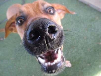 Dog day care in San Marcos Texas the Boozy Bark 1