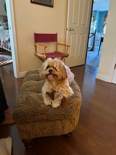 Dog day care in Sandusky Ohio Buckeye Furry Friends Doggie Daycare 1