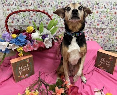 Dog day care in Sandy Springs Georgia fido fido Dog Daycare Boarding