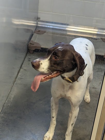 Dog day care in Sanford North Carolina Rae Zor Grooming Boarding Daycare 1