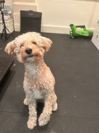 Dog day care in Saratoga Springs New York Chow Bella Saratoga 1