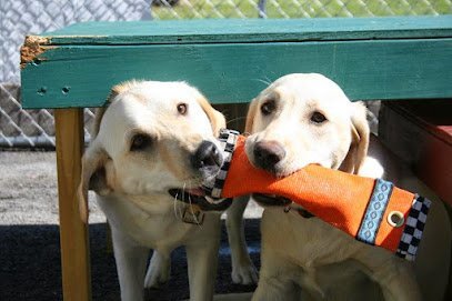 Dog day care in Saratoga Springs New York Doggy Playcare 1