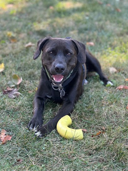 Dog day care in Saugerties New York Ulster County Canines 1